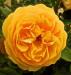Yellow rose of ....Chewton