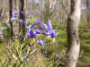 Stypandra glauca (Nodding Blue Lily)