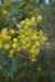 Abundant wattle flowers